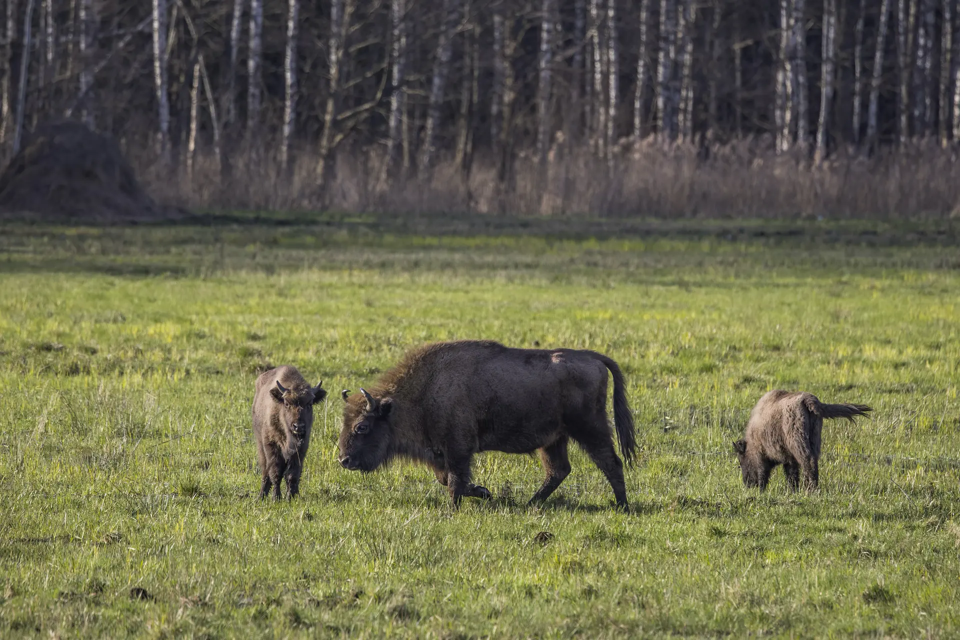A European bison cow and two calves standing at the edge of the Białowieża forest.