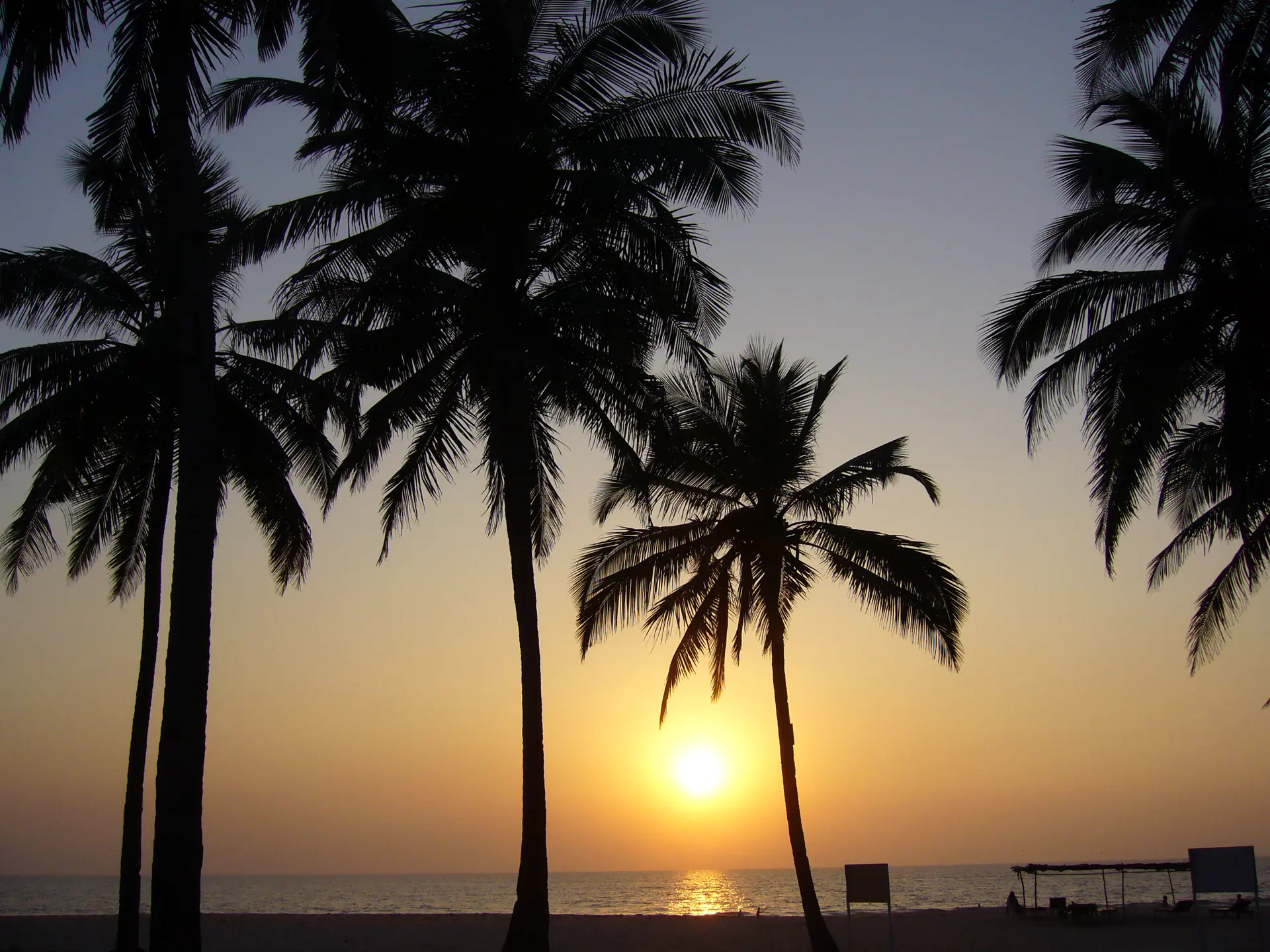Palms against a low sun over the sea in Goa.