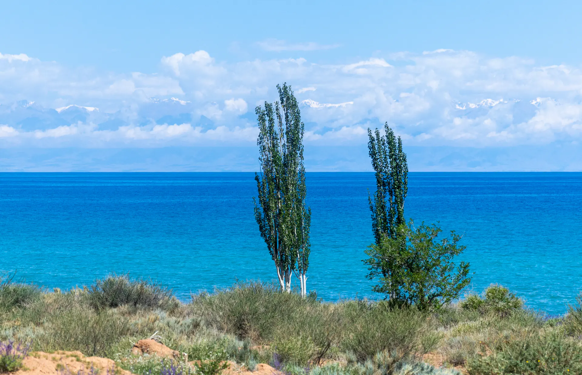 The turquoise water of Lake Issyk-Kul behind two poplars on the shore.