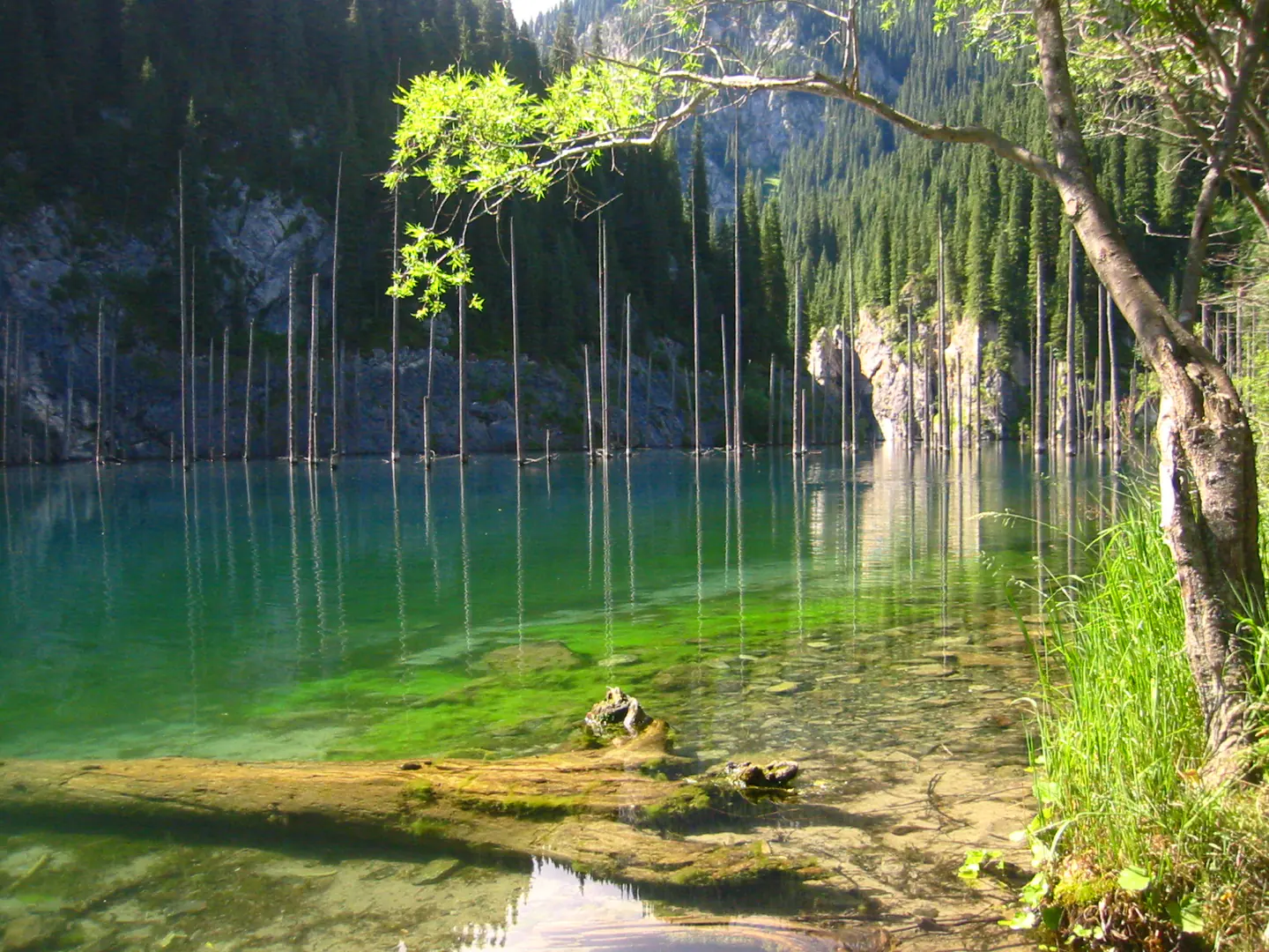 Drowned spruce trunks standing upright in the turquoise water of Lake Kaindy.