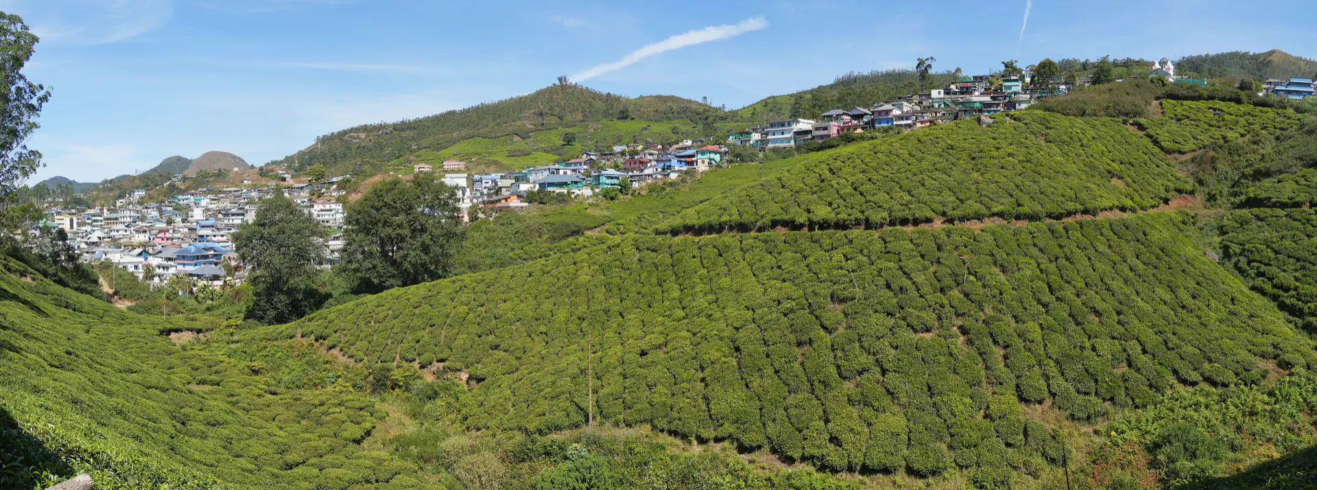 Clipped tea bushes covering the hills around Munnar in Kerala.