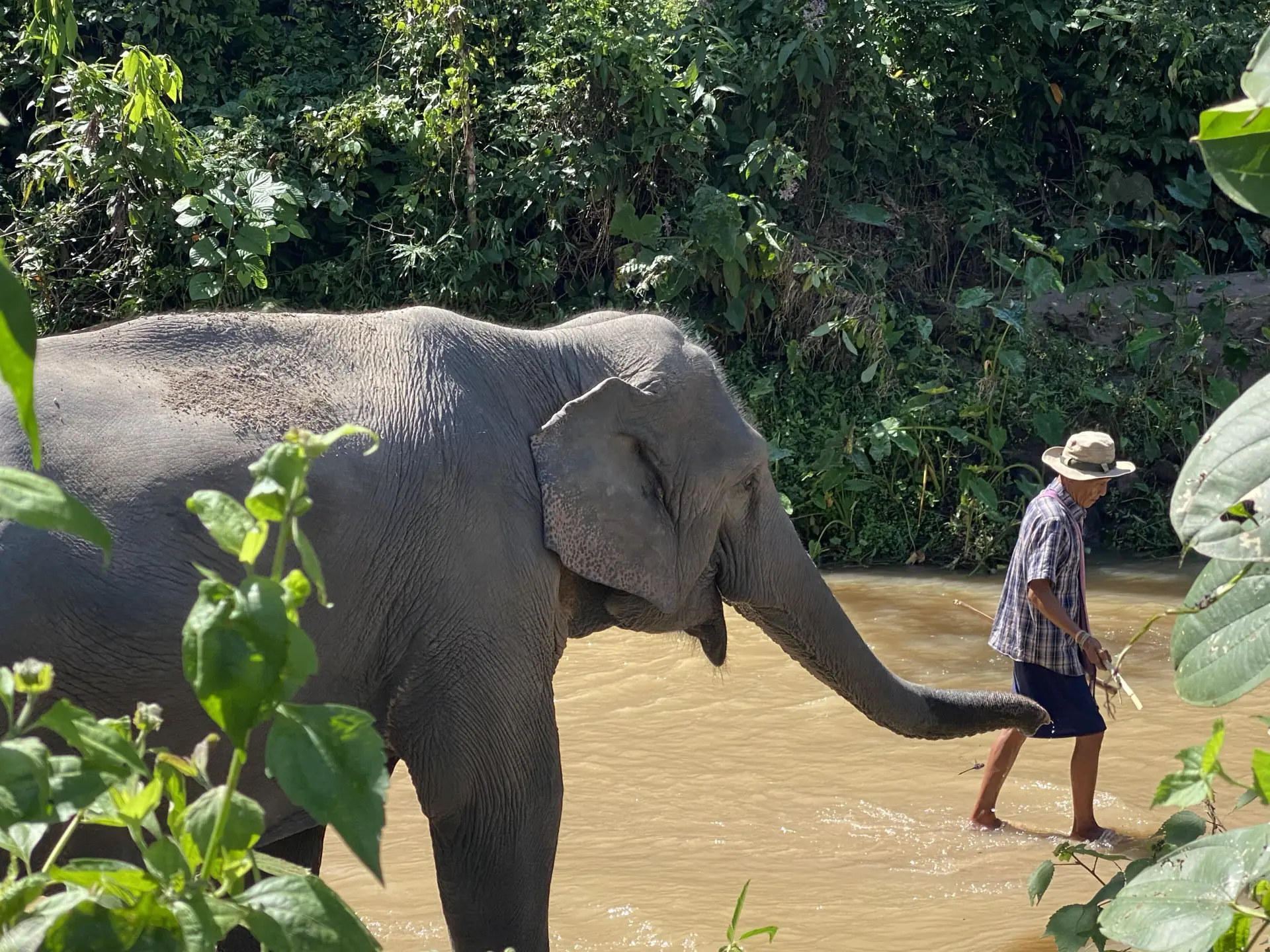 An elephant at a Thai sanctuary standing in shallow water with its keeper.